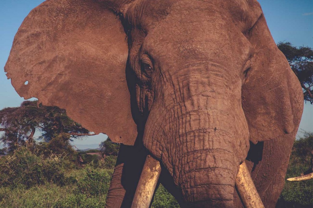 Kenya Elephant
