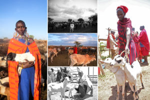 Kenyan Holding Goat