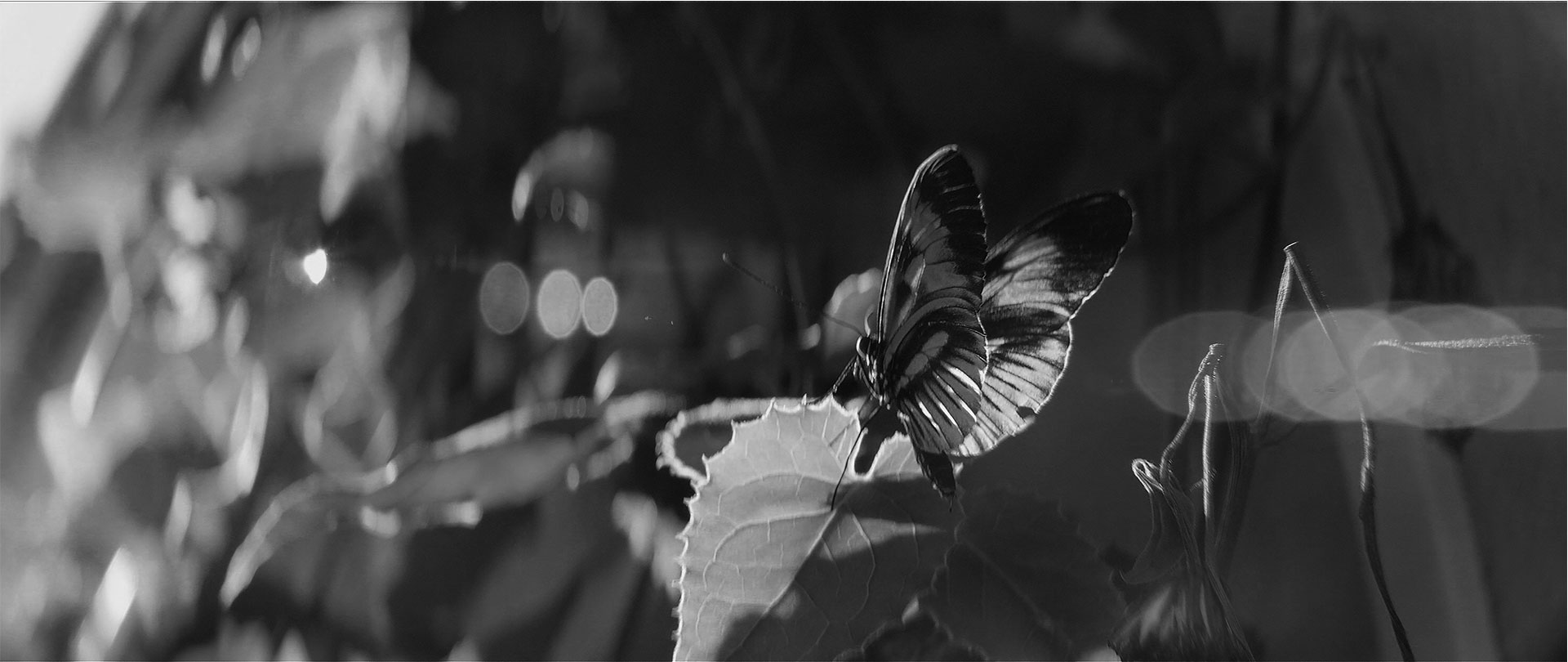 janssen immunology JTWO